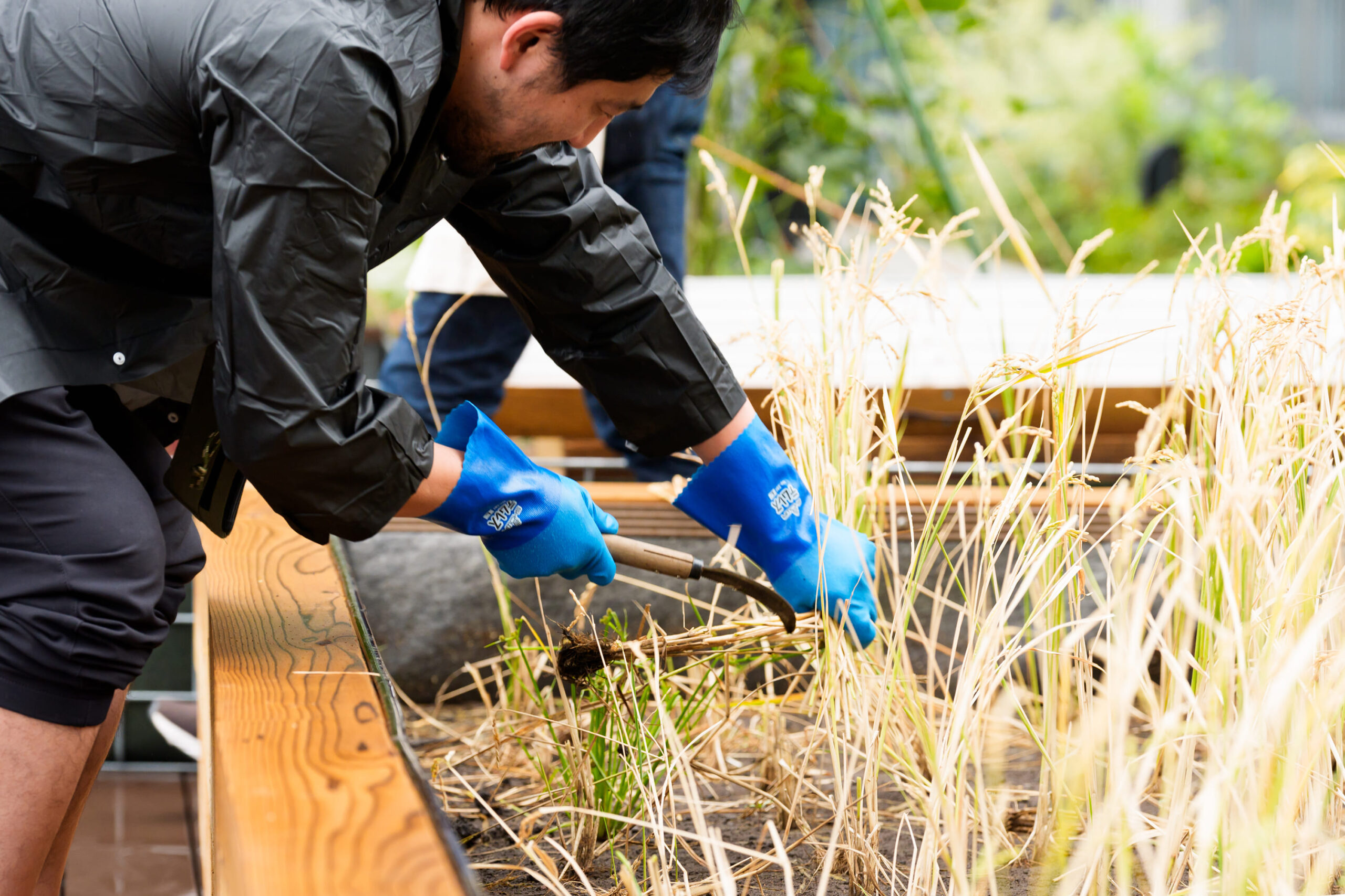 農と食がつなぐ、入居者交流 ━━ 稲刈り＆脱穀レポート