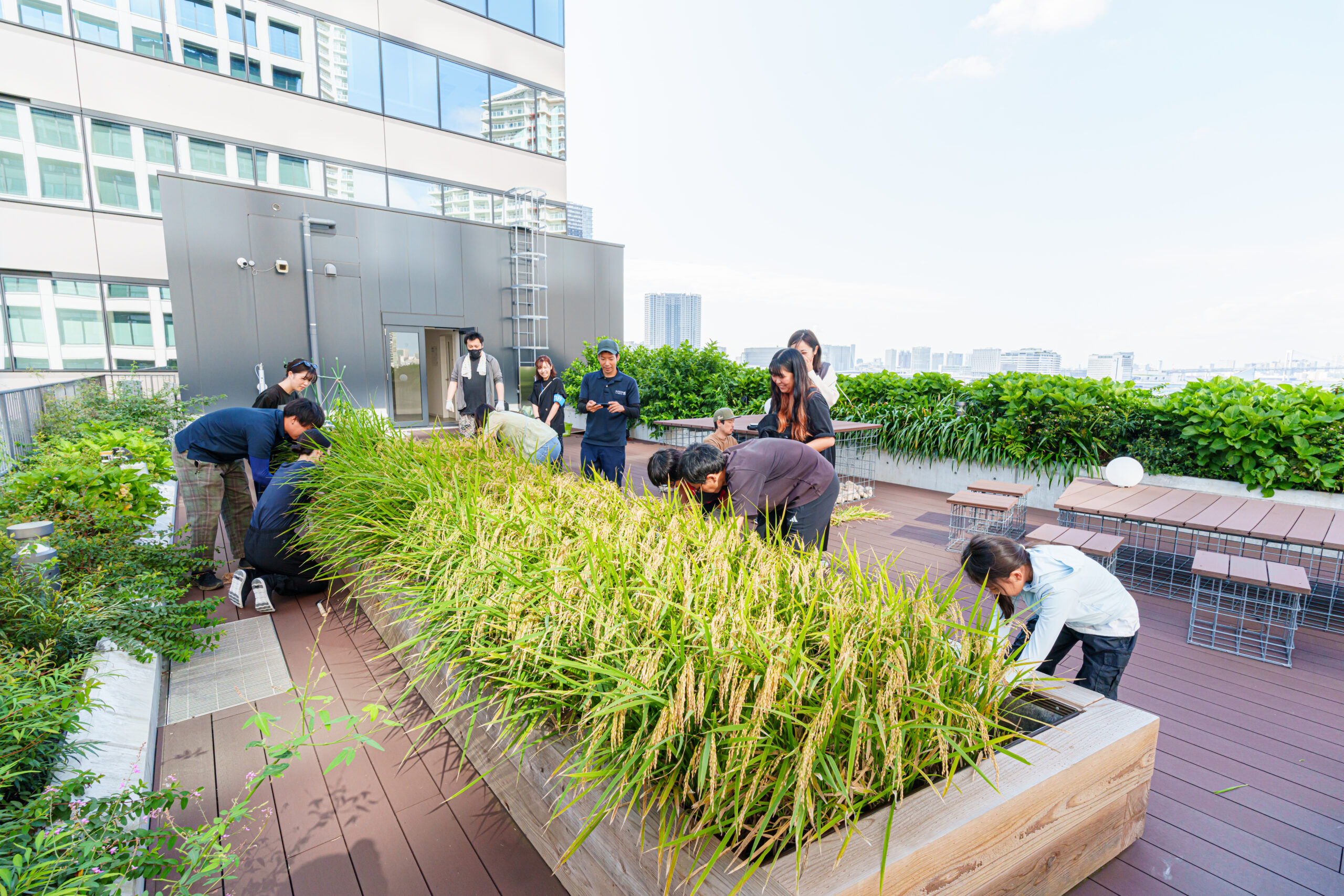 教わる側から、教える側へ。屋上の水田で生まれた、会社の枠を越えた学び合い━━ 2年目の収穫祭レポート